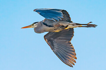 Obraz premium Great Blue Heron in flight in Idaho