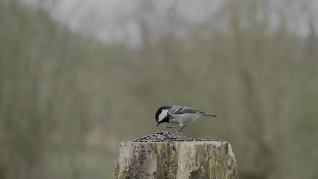 Rare coal tit bird landing and feeding on a stump in sunny forest light