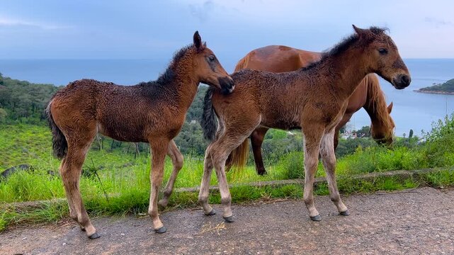 Domestic horse mare with two foals on the Princes Islands Istanbul, cloudy sky and soft colors, rural island landscape, calm atmosphere and animal family concept