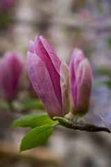 Close-Up of Magnolia Buds Beginning to Bloom with Green Leaves