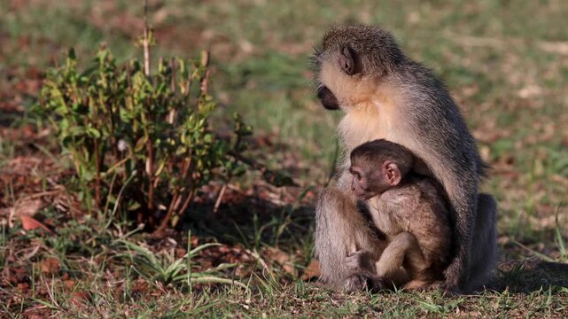 Vervet Monkeys feeding and playing in Uganda