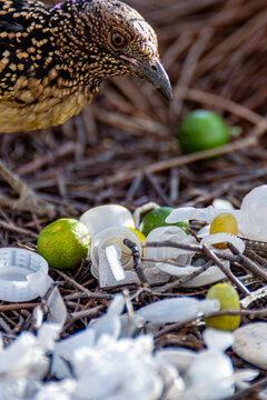 A close-up shot reveals a beautifully patterned Western Bowerbird Chlamydera guttata, with intricate feather details, looking intently at the ground.
