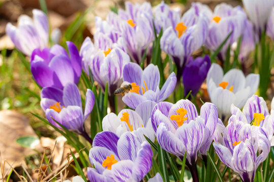 Purple crocus flowers closeup. First spring white and blue blooming