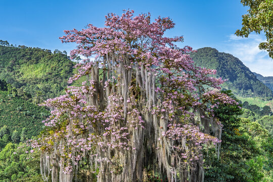 A pink guayac&aacute;n tree in spring, bursting with life and vibrant colors, set against a vibrant mountain landscape with a deep blue sky