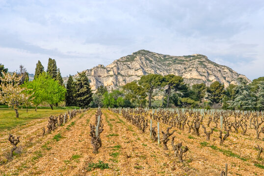 Vineyard landscape at Mas de la Dame with mountains in the background near Les Baux-de-Provence in France