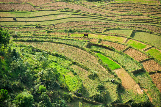 Paddy fields surround Tam Son village seen from Quan Ba Pass on the way to Yen Minh in northern Vietnam
