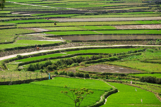 Rice paddies in Dong Van show green fields and farming practices in Northern Vietnam