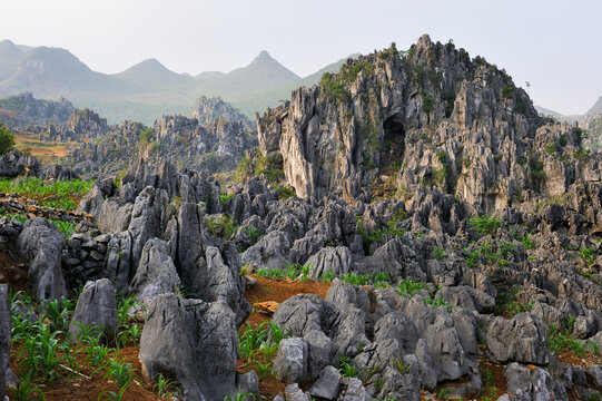 Corn farming takes place among rocks in Dong Van, Ha Giang province of Northern Vietnam