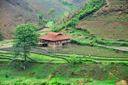 Farmhouse stands among paddy-fields by the river in Northern Vietnam near Bao Lac, Cao Bang province in Southeast Asia