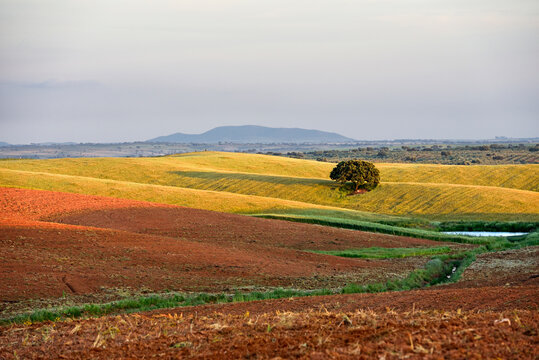 Country landscape features flat fields and a lone tree in the Alentejo region of Portugal near Beja in the late afternoon light