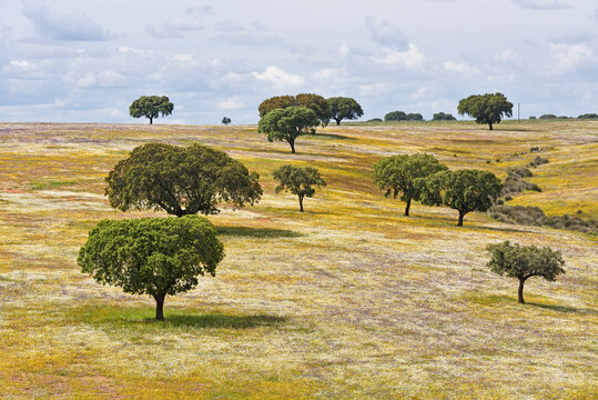 Holm oak grove sits among blooming flowers in a meadow in Alentejo region of Portugal with trees spread across the landscape