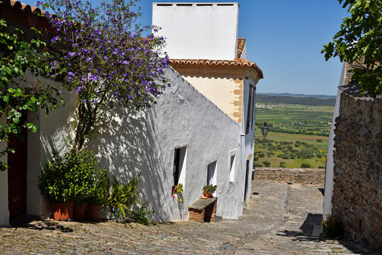 Lyciantthes lycioides shrub growing in a cobbled alley with a view in a village in Portugal