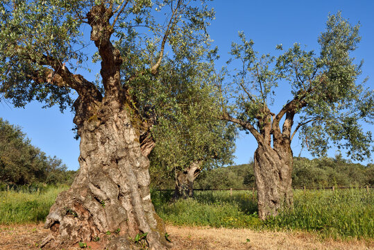 Millennial olive trees in an olive grove at a rural hotel in Alentejo, Portugal