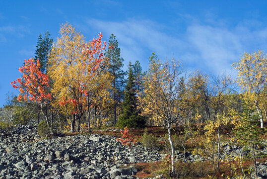 Colorful trees stand out on rocky terrain at Lampivaara Hills in Pyha-Luosto National Park, Finland during autumn