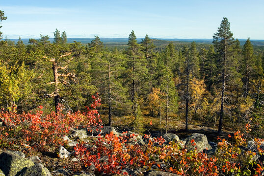 Aspen shrub grows among trees in Kivitunturi forest in Lapland, Finland