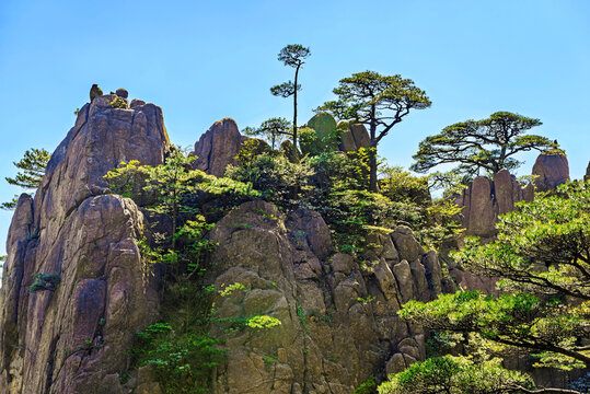 Visitors enjoy the natural beauty of Huangshan with its unique rock formations and lush greenery in Anhui Province, China