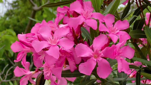 Close up of bright pink oleander flowers and green leaves moving in the wind on ornamental shrub in park during summer bloom