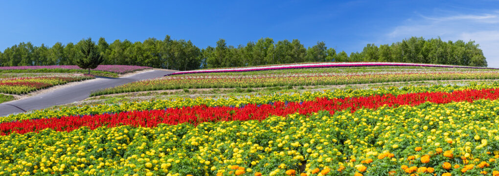 Colorful rows of flowers stretch across Shikisai-no-oka gardens in Biei, Hokkaido, Japan during a sunny day