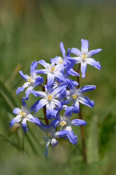 Forbes Blaustern, Scilla forbesii, Chionodoxa forbesii
