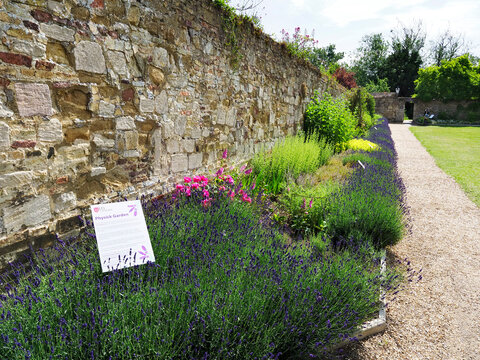 Exploring the Physick Garden in Ely Cambridgeshire, featuring a variety of plants and flowers along the stone wall path