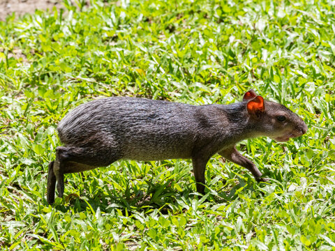 Black agouti walking on green grass at a rescue center in Peru while being observed by visitors, highlighting its natural behavior
