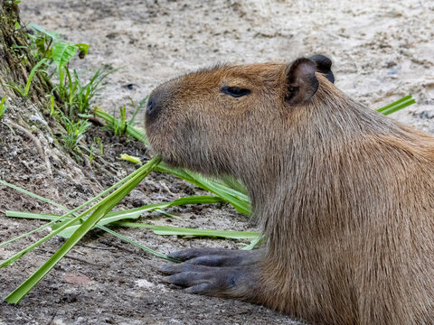 Capybara feeding on grass at Dallas Manatee Rescue Center in Iquitos Peru during the day