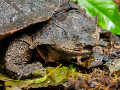 Adult female Mata Mata resting on the forest floor near the Maraon River in Peru