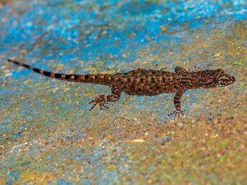 Captive bridled forest gecko walks on surface at the Dallas Manatee Rescue Center located in Iquitos, Peru