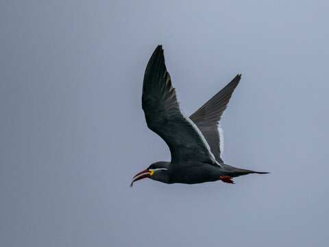 Inca tern flies above water with fish in bill near Palomino Islands in Peru