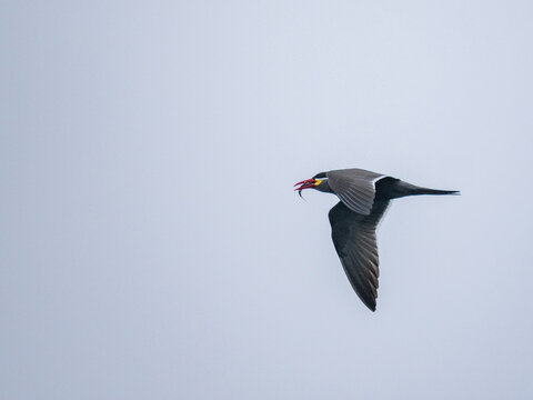 Inca tern flies over water with fish in bill near Palomino Islands in Peru