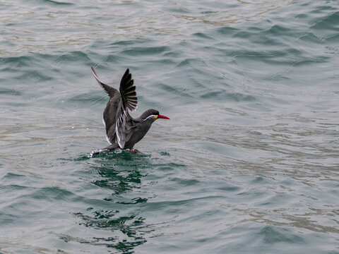 Inca tern takes flight from the ocean at Palomino Islands near Lima Peru