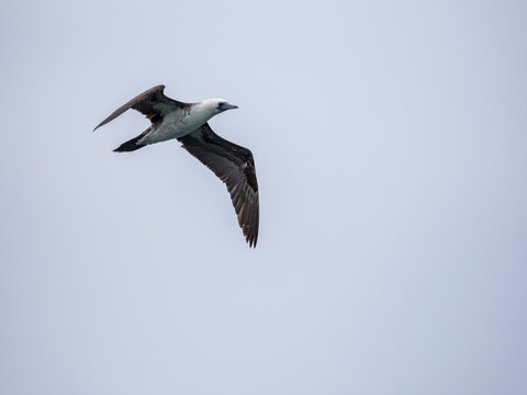 Adult Peruvian booby in flight over the ocean near Palomino Islands in Peru during daytime
