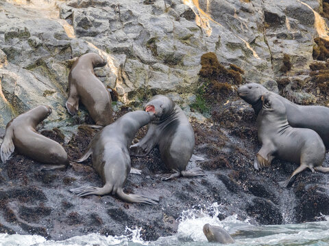South American sea lions interact in breeding colony along rocky shore near Lima, Peru
