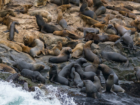 South American sea lions gather in a breeding colony on rocks near Lima, Peru during the day