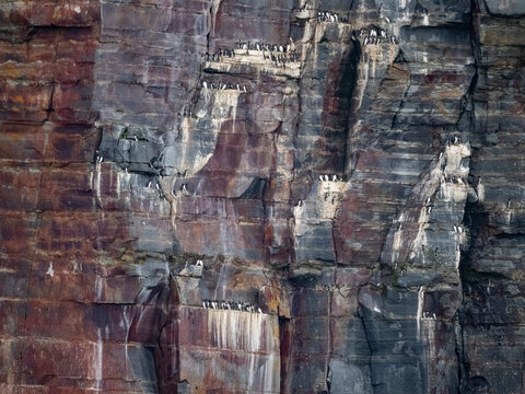 Nesting cliffs of common murre and thick-billed murre in the Aleutian Islands during breeding season in Alaska