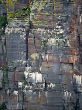 Nesting cliffs of common murre and thick-billed murre in the Aleutian Islands of Alaska during the breeding season