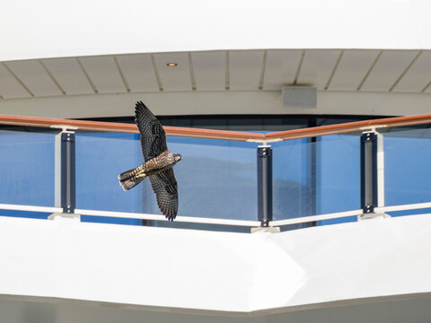 Peregrine falcon flying around the National Geographic Resolution near Atka Island in Alaska
