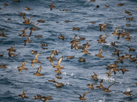 Huge flock of short-tailed shearwaters flying over the waters of the Bering Sea in Alaska during migration season