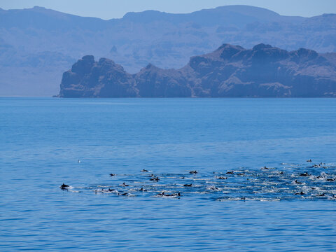 Common dolphins surface in clear waters near Isla Danzante in Baja California Sur, Mexico during a sunny day