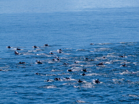 Pod of common dolphins surfacing in the ocean near Isla Danzante in Baja California Sur