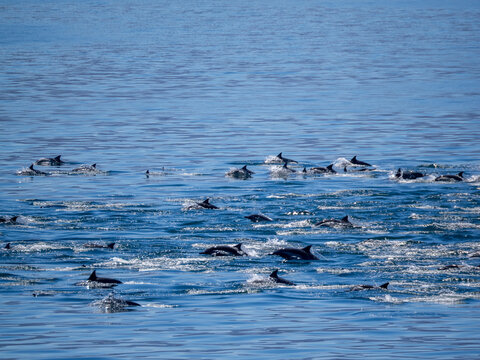 Common dolphins surfacing in the waters near Isla Danzante in Baja California Sur, Mexico during daylight