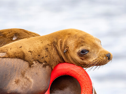 California sea lions rest on buoy in Newport Beach channel during sunny day in summer