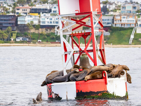 California sea lions resting on a buoy in Newport Beach near coastal homes and green grass