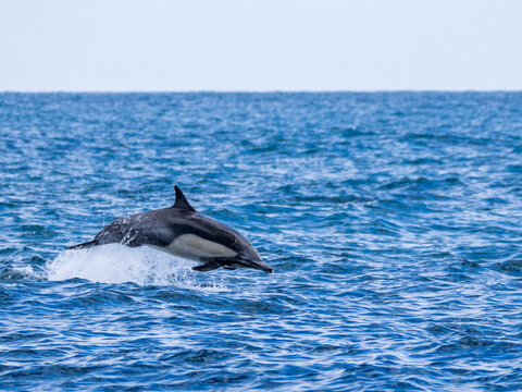 Common dolphin leaps in the ocean off Newport Beach, California near the shoreline during daytime activities