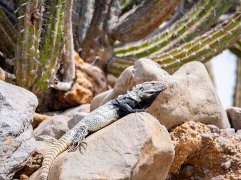 Adult male San Esteban spiny-tailed iguana on rocky terrain in Baja California, Mexico