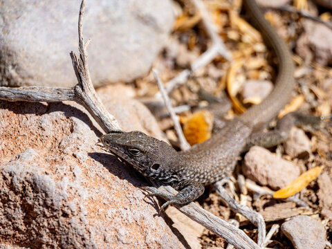 Adult tiger whiptail lizard in its natural habitat on Isla San Esteban Baja California Mexico