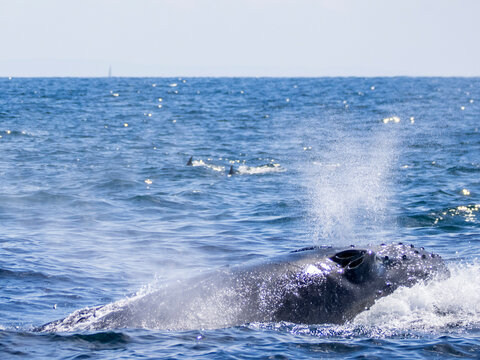 Humpback whale surfacing and exhaling in the ocean near Newport Beach in California