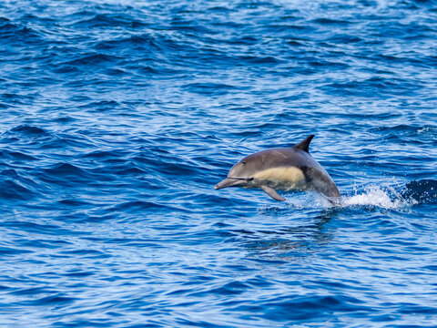 Common dolphin leaps in the ocean off the coast of California during a sunny day