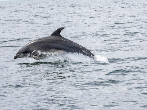 Bottlenose dolphin leaps out of the water near a skiff off the coast of Newport Beach, California during a sunny day at sea