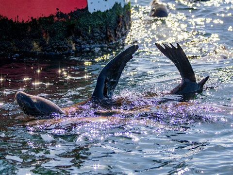 California sea lions thermoregulate near buoy in channel at Newport Beach in mid-afternoon light